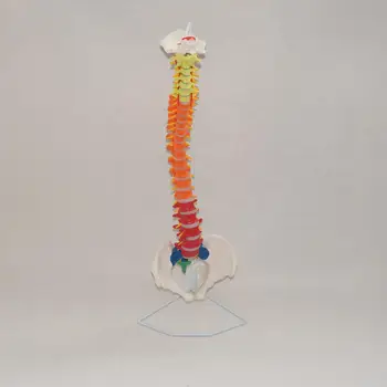 PVC spalvotas didaktinis lankstus stuburo anatomijos modelis Žmogaus skeleto pavyzdys Žmogaus gyvybės dydis 1:1 Medicininis modelis Stuburas